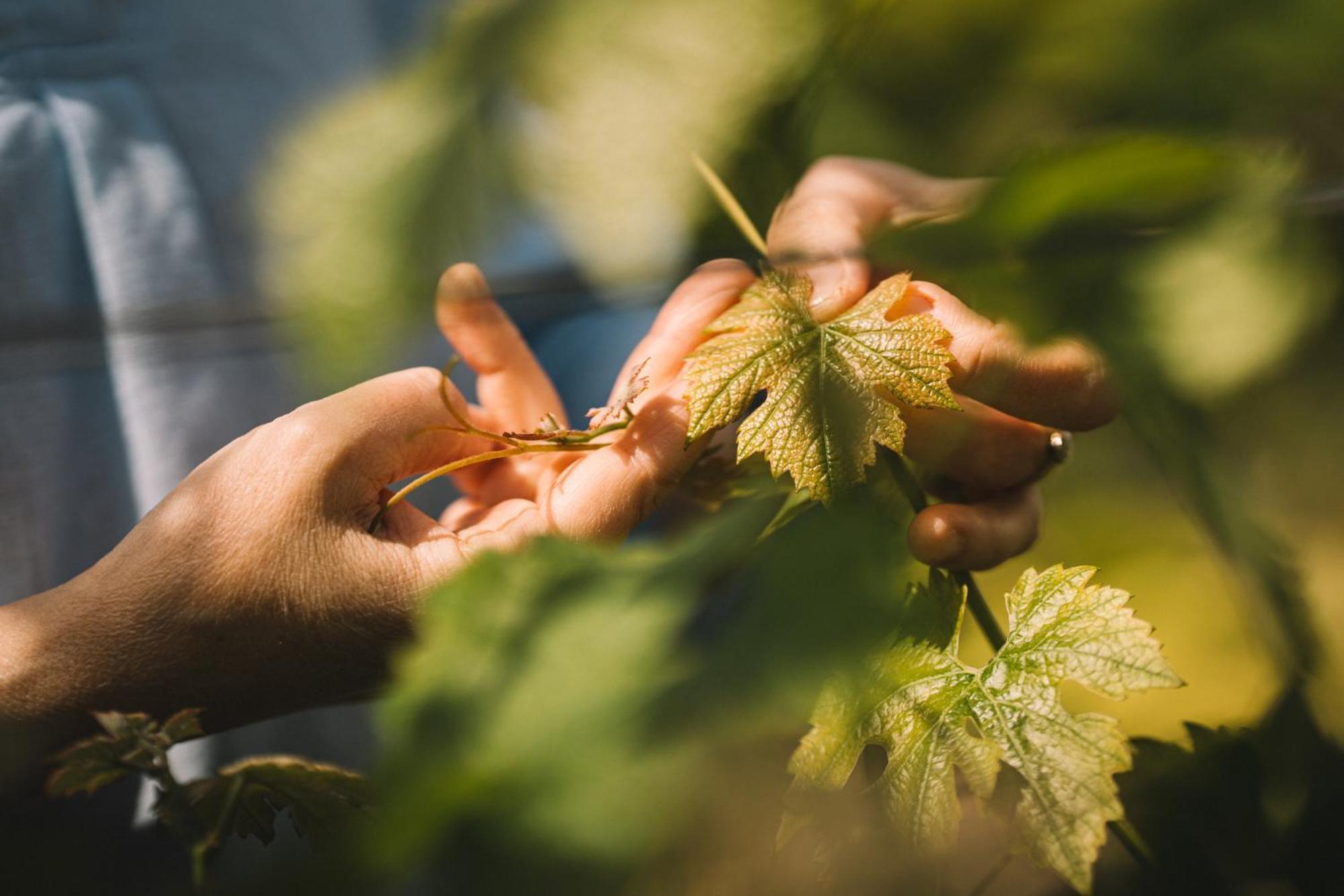 Weingut Petershof Daire Alzey Dış mekan fotoğraf