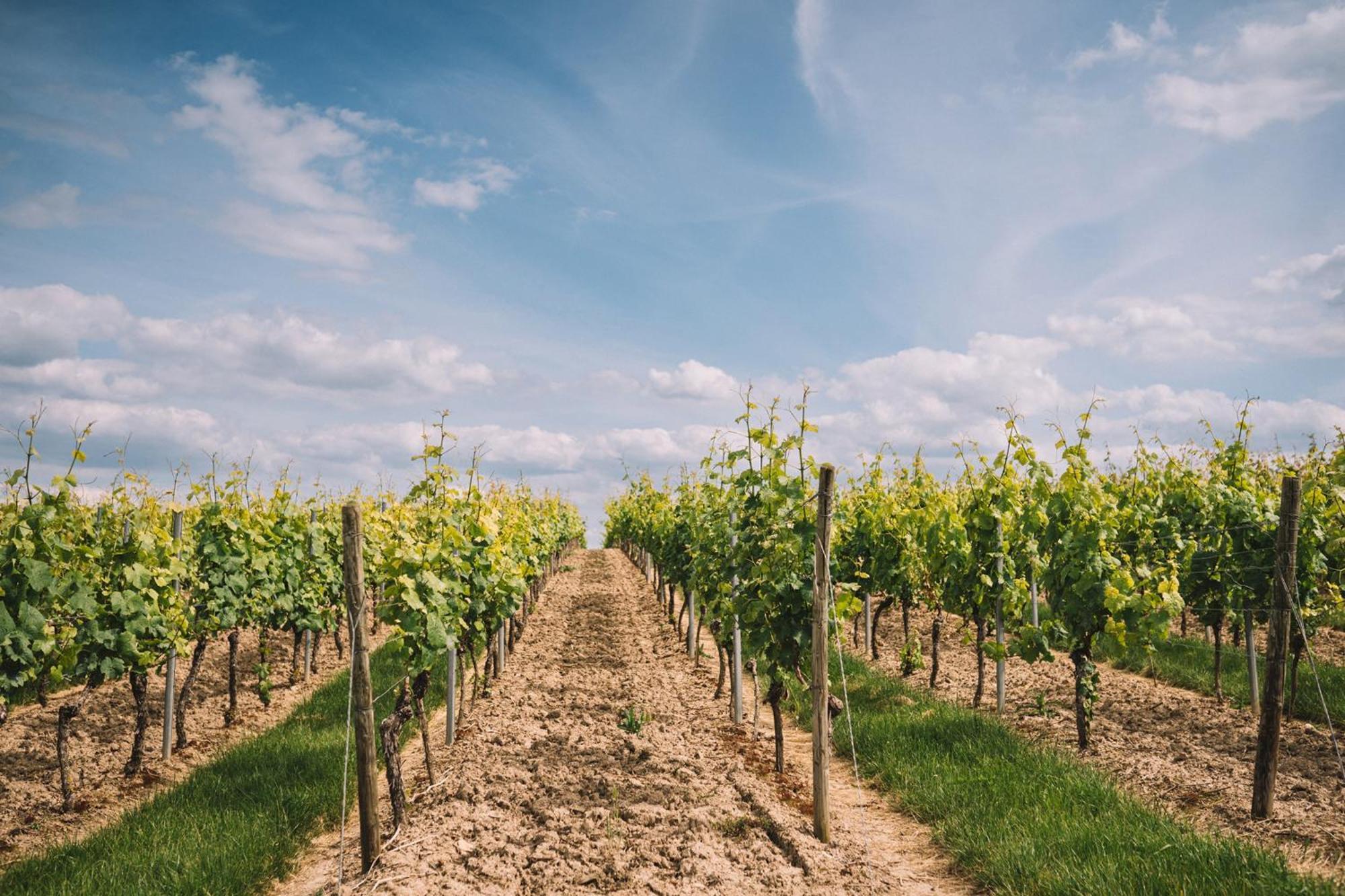 Weingut Petershof Daire Alzey Dış mekan fotoğraf